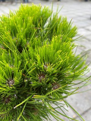 Pinus nigra Marie Brégeon ®, Svarttall Stam