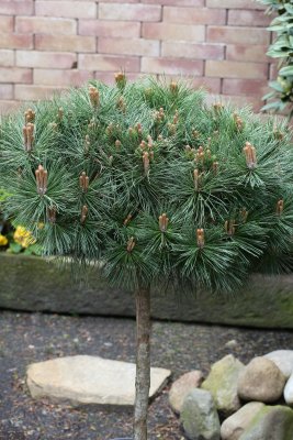 Pinus nigra Pierrick Brégeon ®, Svarttall