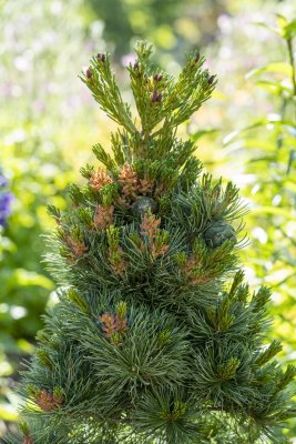 Pinus parviflora Negishi, Silvertall