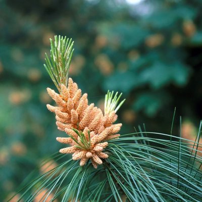 Pinus x schwerinii, Hybridtall, 30-40 C5
