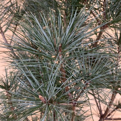 Pinus strobus Blue Clovers, Vittall
