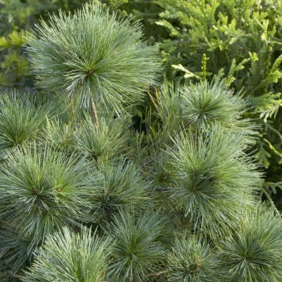 Pinus strobus Blue Shag, Weymouthtall