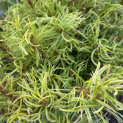 Pinus strobus Green Twist