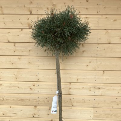Pinus sylvestris Chantry Blue, Tall, 60 stam C10