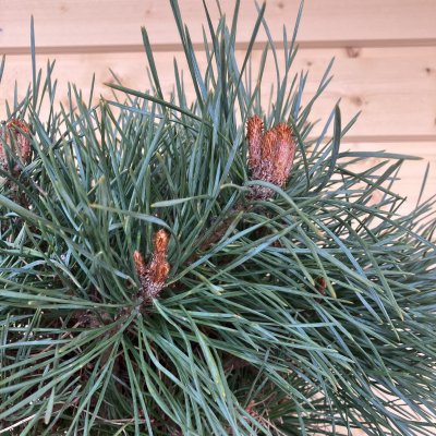 Pinus sylvestris Chantry Blue, Tall, 60 stam C10