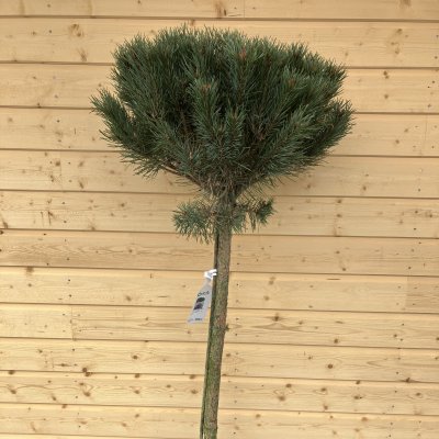 Pinus sylvestris Watereri (Nana), Tall, 90 stam C15