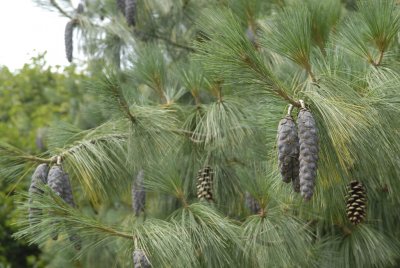 Pinus wallichiana, Himalajatall
