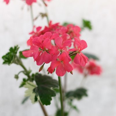 Dekorativpelargon Platinum, kruka