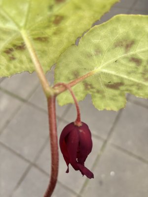 Podophyllum Spotty Dotty