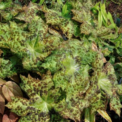 Dysosma (Podophyllum) Spotty Dotty, Amerikanskt Fotblad, P9cm