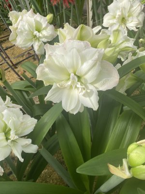 Amaryllis Polar Belle ®