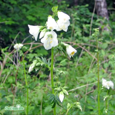Polemonium caeruleum Album, Vit Blågull, P9cm