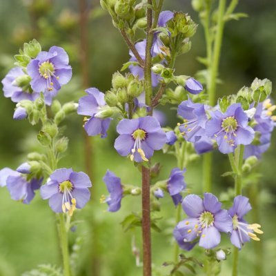 Polemonium caeruleum Bambino Blue, Blågull