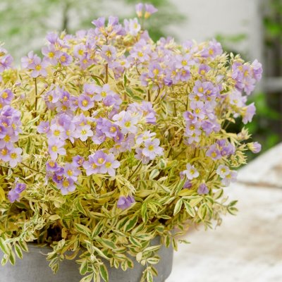 Polemonium pulcherrimum Golden Feathers ®, Dvärgblågull, P11cm