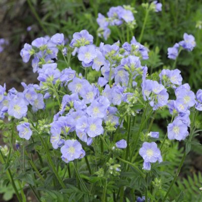 Polemonium Northern Lights (Humile)