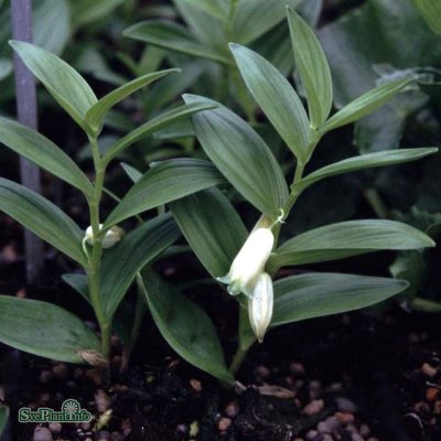 Polygonatum humile, Smårams, P11cm