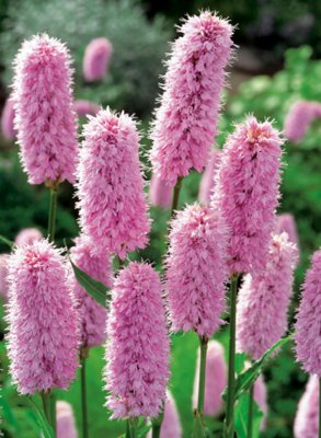 Bistorta officinalis (Polygonum bistorta), Stor Ormrot, P9cm