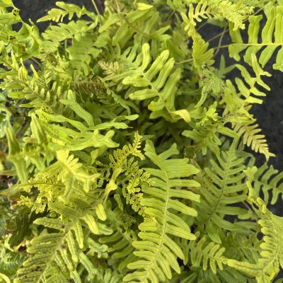 Polypodium vulgare Bifido Multifidum