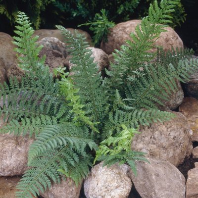 Polystichum acrostichoides, Julbräken