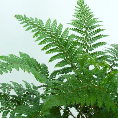 Polystichum makinoi, Järneksbräken, P11cm