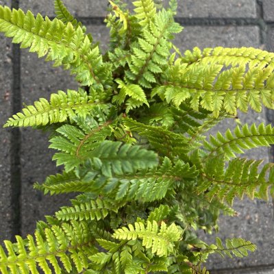 Polystichum neolobatum