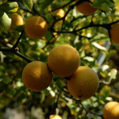 Citrus trifoliata (Poncirus), Citrontörne, 40-50 C3