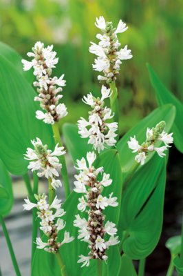 Pontederia cordata Alba, Pontederia