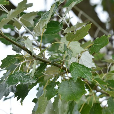 Populus alba Nivea, Silverpoppel