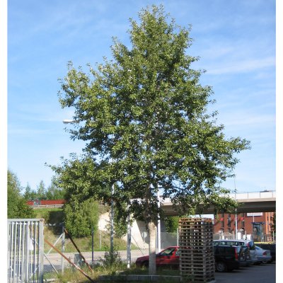 Populus balsamifera, Balsampoppel, utr 200-250 co