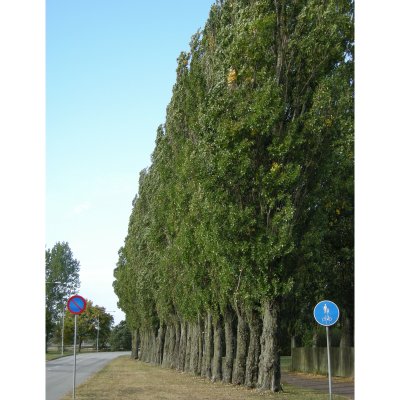 Populus nigra Italica, Italiensk Pelarpoppel