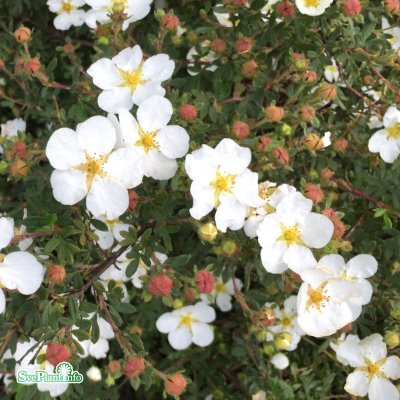 Dasiphora (Potentilla) fruticosa Abbotswood E, Ölandstok, Häck C1