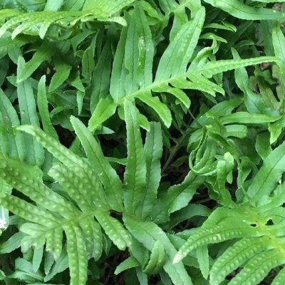 Polypodium vulgare Whitley Giant, Stensöta