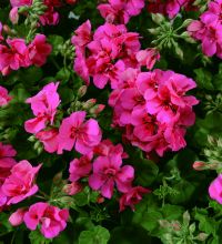 H&auml;ngpelargon, kruka - Pelargonium peltatum Infinity Pink
