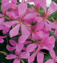 Kaskadpelargon, kruka - Pelargonium peltatum Ville de Paris Lila