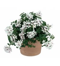 Kaskadpelargon, kruka - Pelargonium peltatum Ville de Paris White Polar Vit