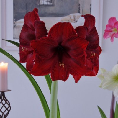 Amaryllis Premiere ®