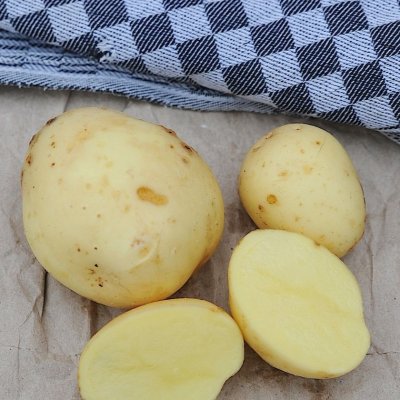 Sättpotatis Primabelle