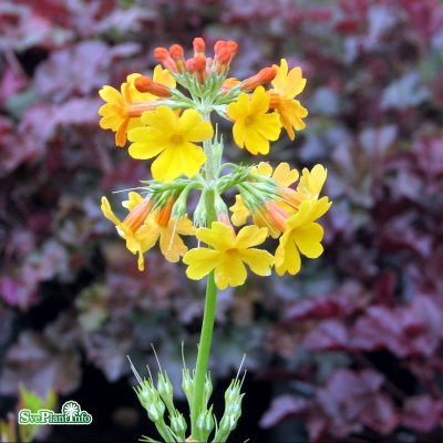 Primula bulleyana, Kandelaberviva, P9cm