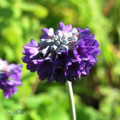 Primula capitata mooreana, Höstviva, P9cm