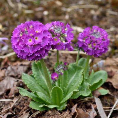 Primula denticulata Rubin, Bollviva, P9cm