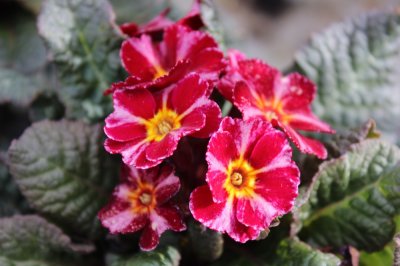 Primula elatior Dark Rosaleen, Lundviva, P9cm