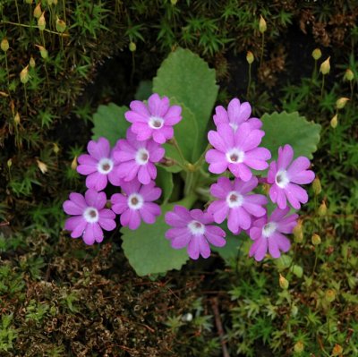 Primula hirsuta, Rosenaurikel, P9cm