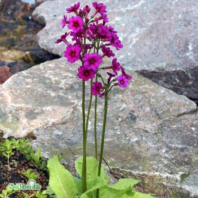Primula japonica Miller´s Crimson, Japansk Viva, P9cm