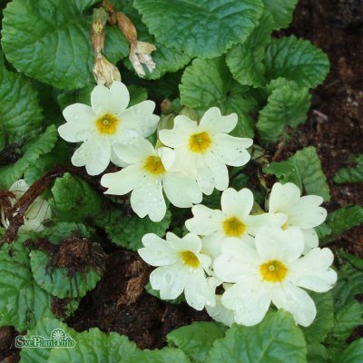 Primula pruhoniciana John Mo, Violviva, C11cm