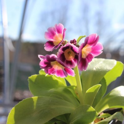 Primula pubescens, Trädgårdsaurikel, P9cm