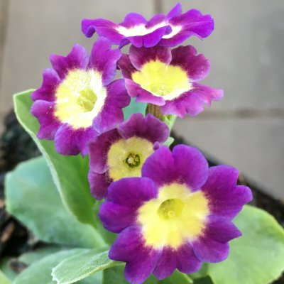 Primula pubescens Blue Dusty Miller, Trädgårdsaurikel, P9cm