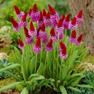 Primula vialii, Hyacintviva, P9cm