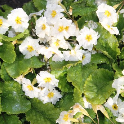 Primula vulgaris Carrigdale, Jordviva, P9cm