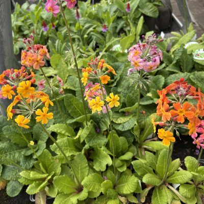 Primula x bullesiana (edina)