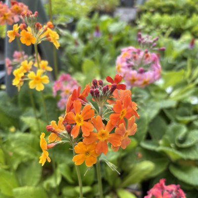 Primula x bullesiana (edina)